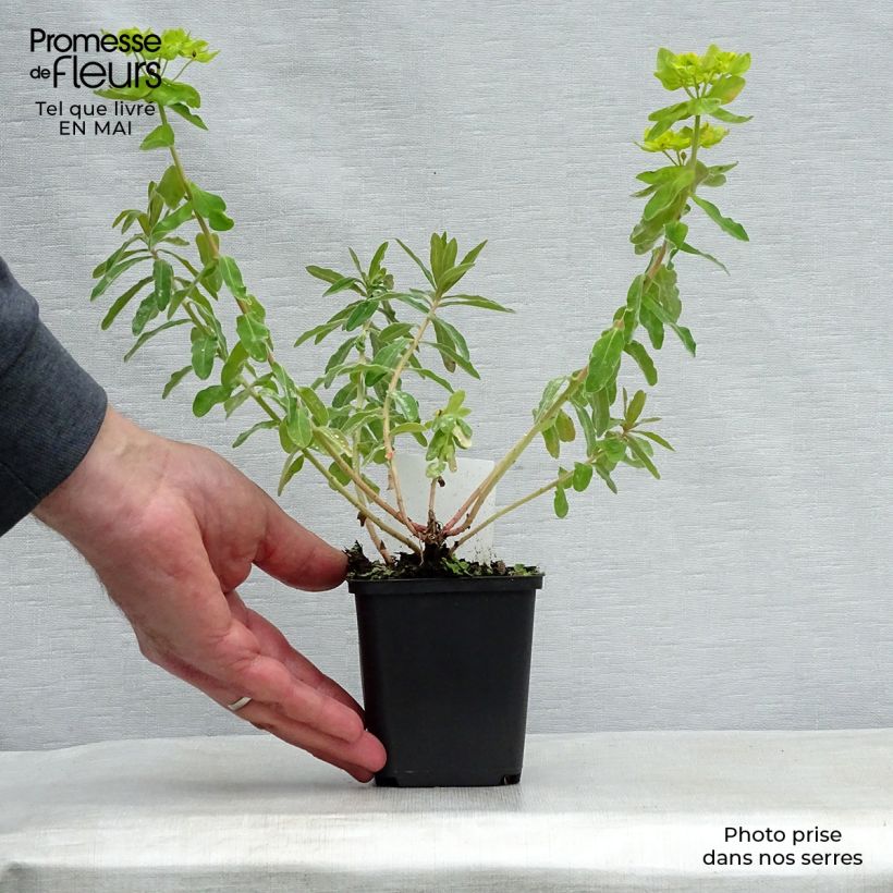 Euphorbia polychroma - Lechetrezna Maceta de 8/9 cm Ejemplar entregado en la primavera