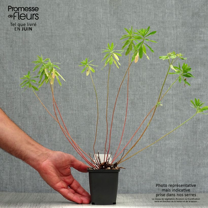 Ejemplar de Euphorbia polychroma - Lechetrezna Maceta de 8/9 cm entregado en verano
