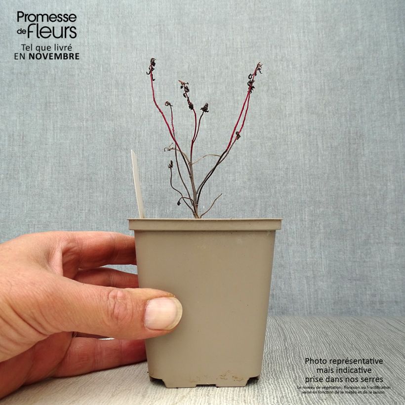 Ejemplar de Euphorbia polychroma Purpurea - Lechetrezna Maceta de 8/9 cm entregado en otoño