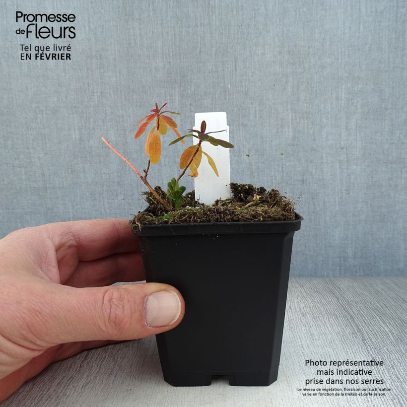 Euphorbia polychroma Purpurea - Lechetrezna Maceta de 8/9 cm Ejemplar entregado en invierno