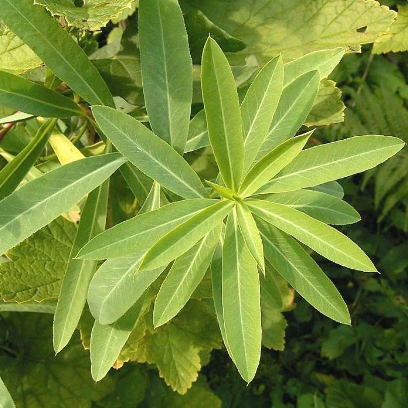 Euphorbia sarawschanica - Lechetrezna (Follaje)