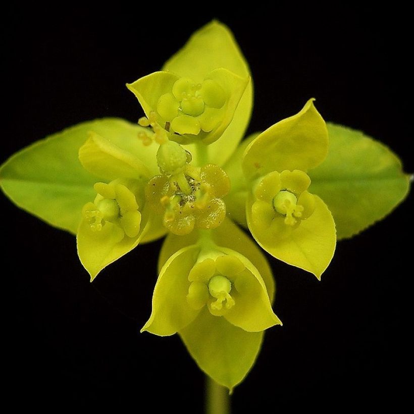 Euphorbia sarawschanica - Lechetrezna (Floración)