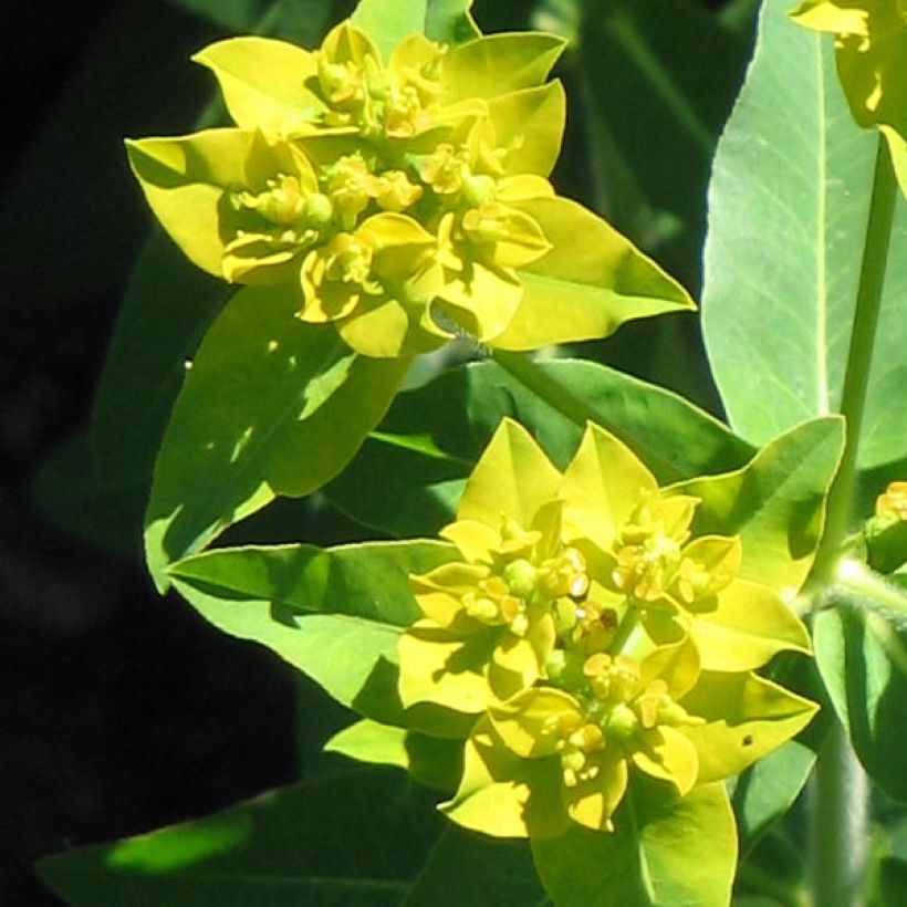 Euphorbia schillingii - Lechetrezna (Floración)