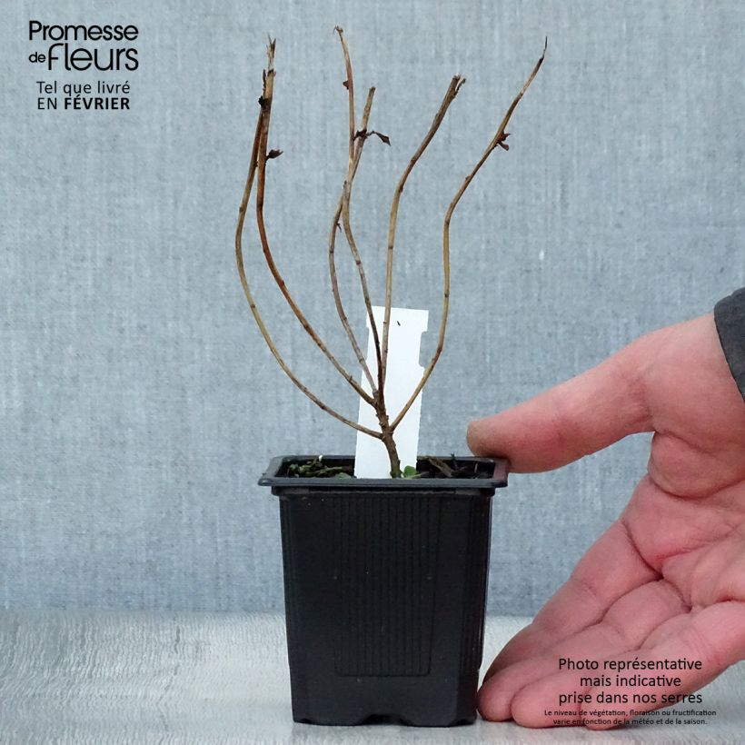 Euphorbia schillingii - Lechetrezna Maceta de 8/9 cm Ejemplar entregado en invierno