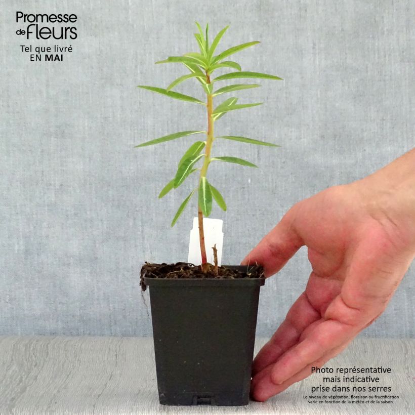 Euphorbia schillingii - Lechetrezna Maceta de 8/9 cm Ejemplar entregado en la primavera