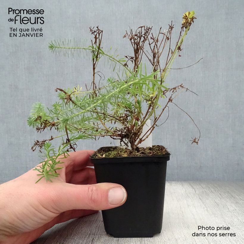 Euphorbia seguieriana subsp. niciciana - Lechetrezna Maceta de 8/9 cm Ejemplar entregado en invierno