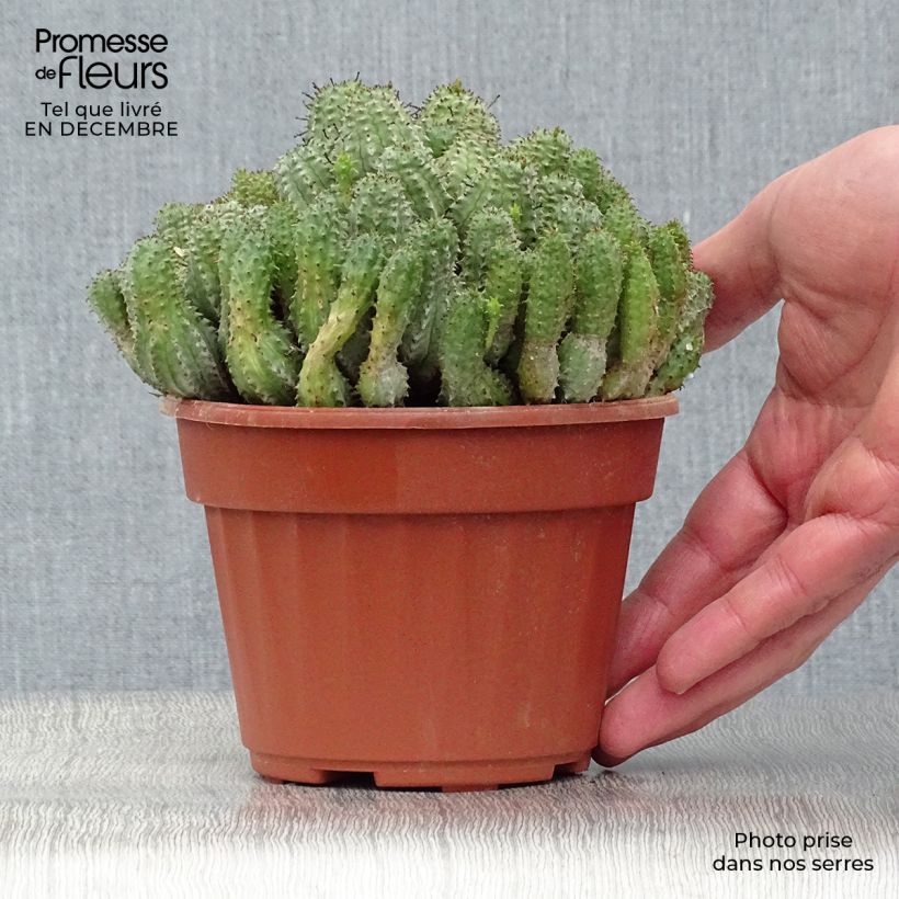 Euphorbia submammillaris - Lechetrezna Maceta de 12 cm / 13 cm Ejemplar entregado en invierno
