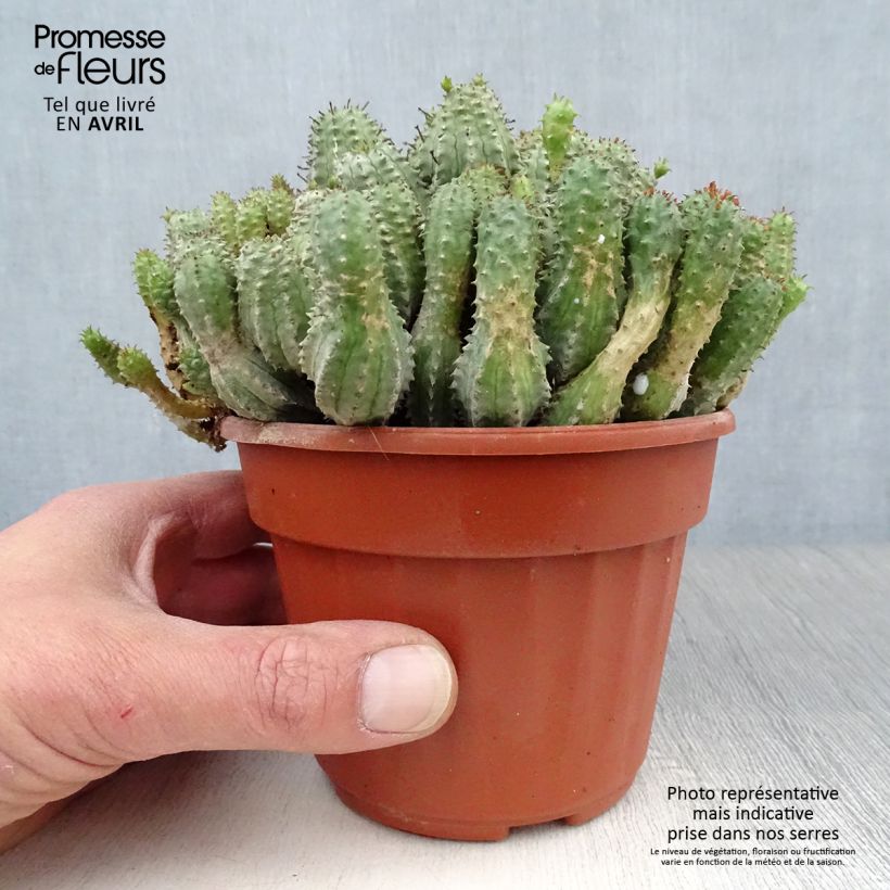 Euphorbia submammillaris - Lechetrezna Maceta de 12 cm / 13 cm Ejemplar entregado en la primavera
