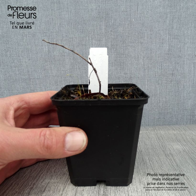 Euphorbia wallichii - Lechetrezna Maceta de 8/9 cm Ejemplar entregado en invierno