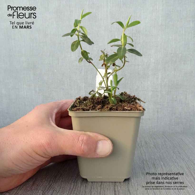 Euphorbia wallichii - Lechetrezna Maceta de 8/9 cm Ejemplar entregado en la primavera