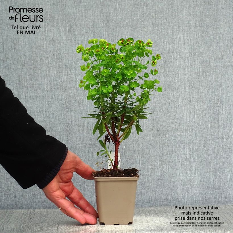 Euphorbia martinii Baby Charm - Lechetrezna Maceta de 8/9 cm Ejemplar entregado en la primavera