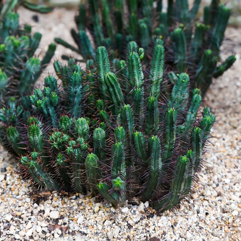 Euphorbia enopla (Porte)