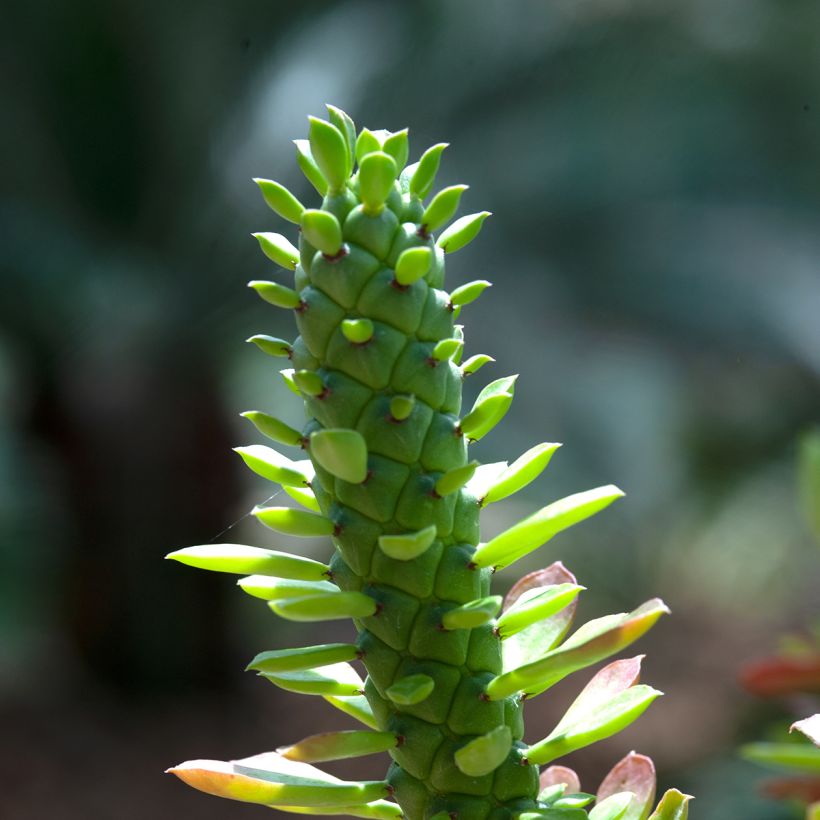 Euphorbia ritchiei (Follaje)