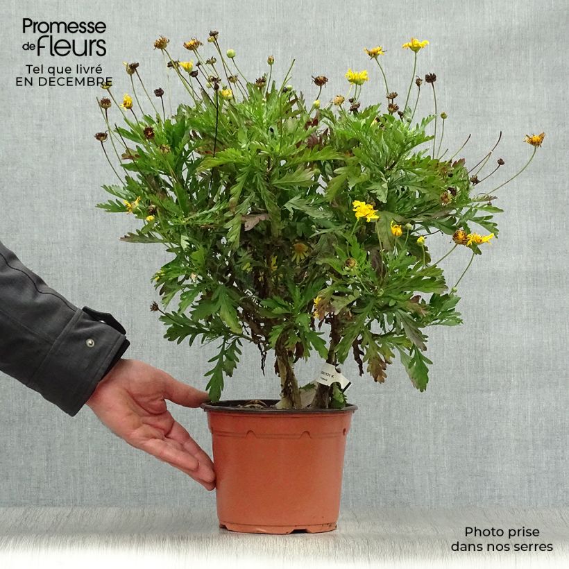 Euryops chrysanthemoides - Margarita amarilla Maceta 2L/3L Ejemplar entregado en invierno
