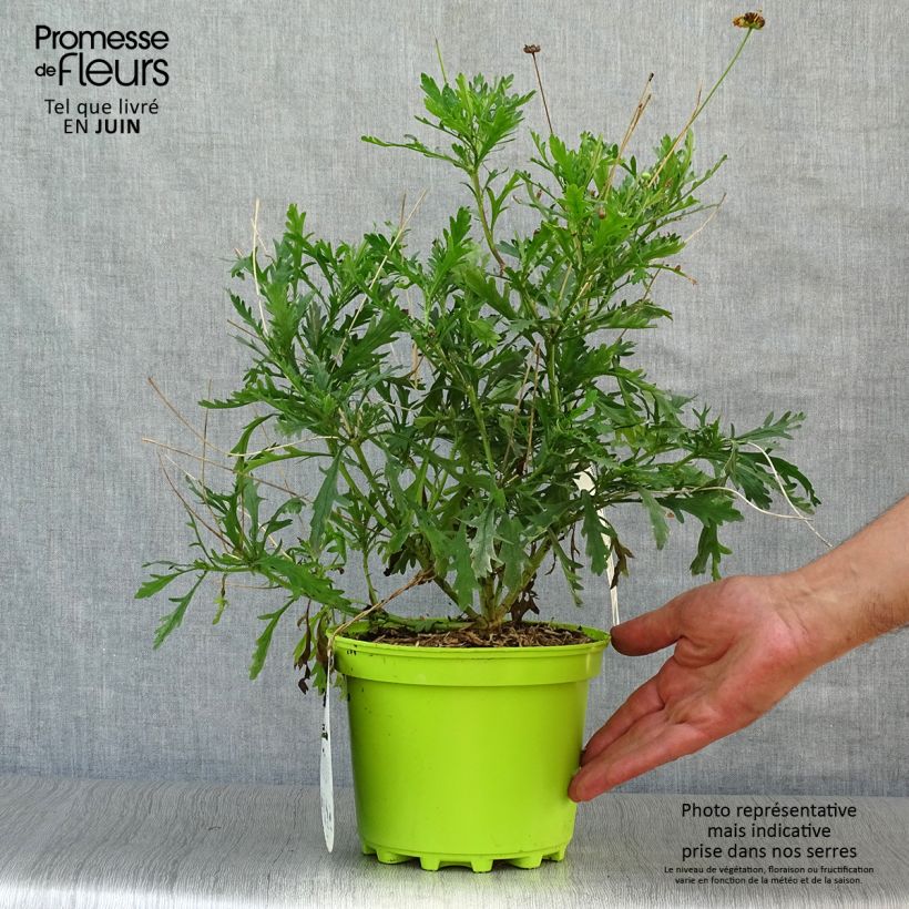 Ejemplar de Euryops chrysanthemoides - Margarita amarilla Maceta 2L/3L entregado en verano