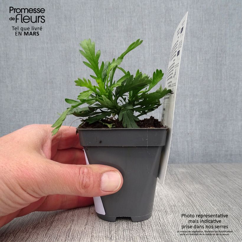 Euryops chrysanthemoides Sonnenschein - Margarita amarilla Maceta de 8/9 cm Ejemplar entregado en la primavera