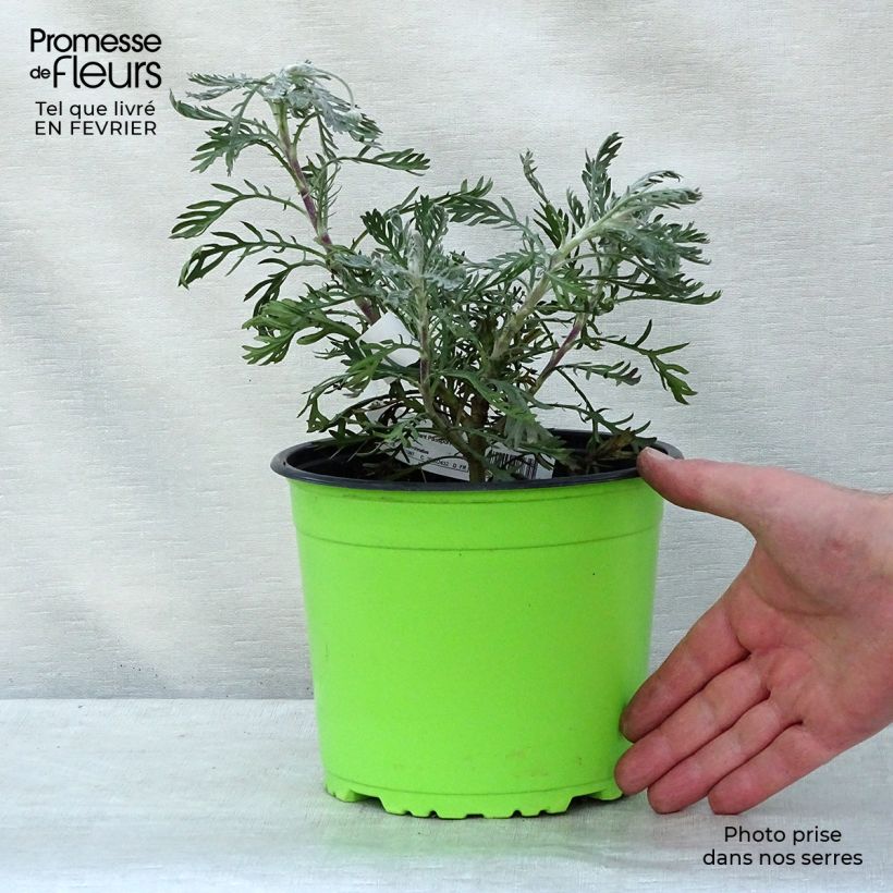 Euryops pectinatus - Margaritero gris Maceta 2L/3L Ejemplar entregado en invierno