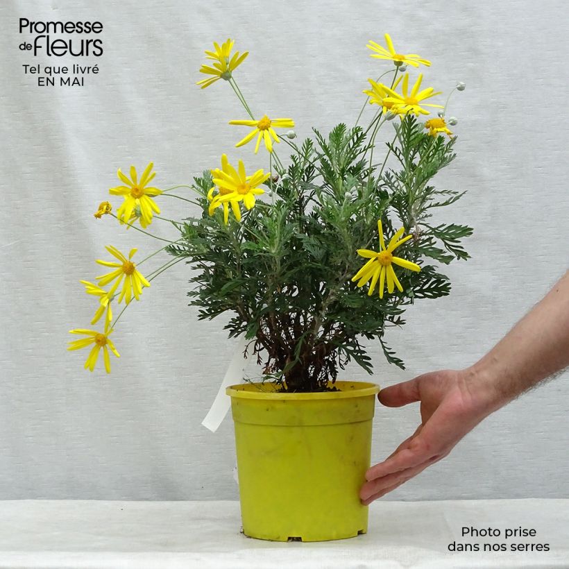 Euryops pectinatus - Margaritero gris Maceta 2L/3L Ejemplar entregado en la primavera
