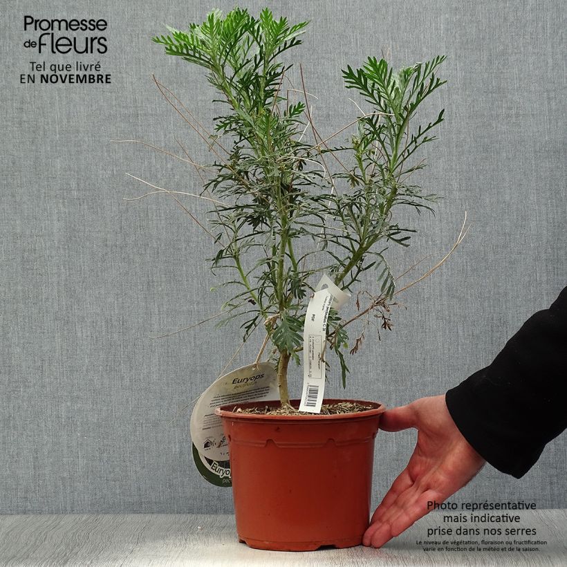 Ejemplar de Euryops pectinatus - Margaritero gris Maceta 2L/3L entregado en otoño