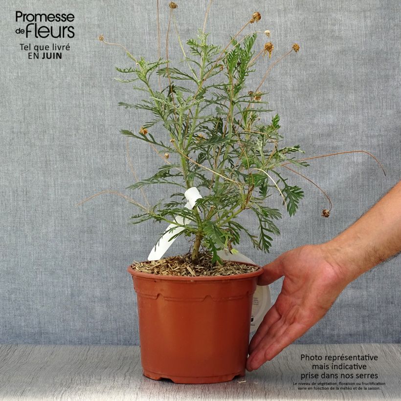 Ejemplar de Euryops pectinatus - Margaritero gris Maceta 2L/3L entregado en verano