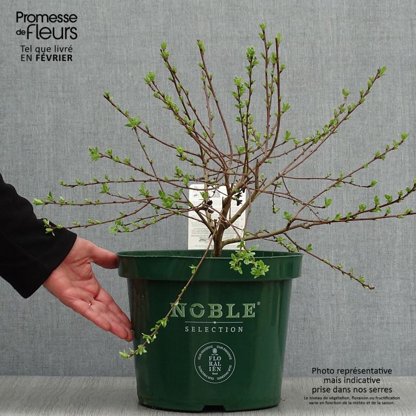 Exochorda racemosa Niagara Maceta 7,5L/10L Ejemplar entregado en invierno