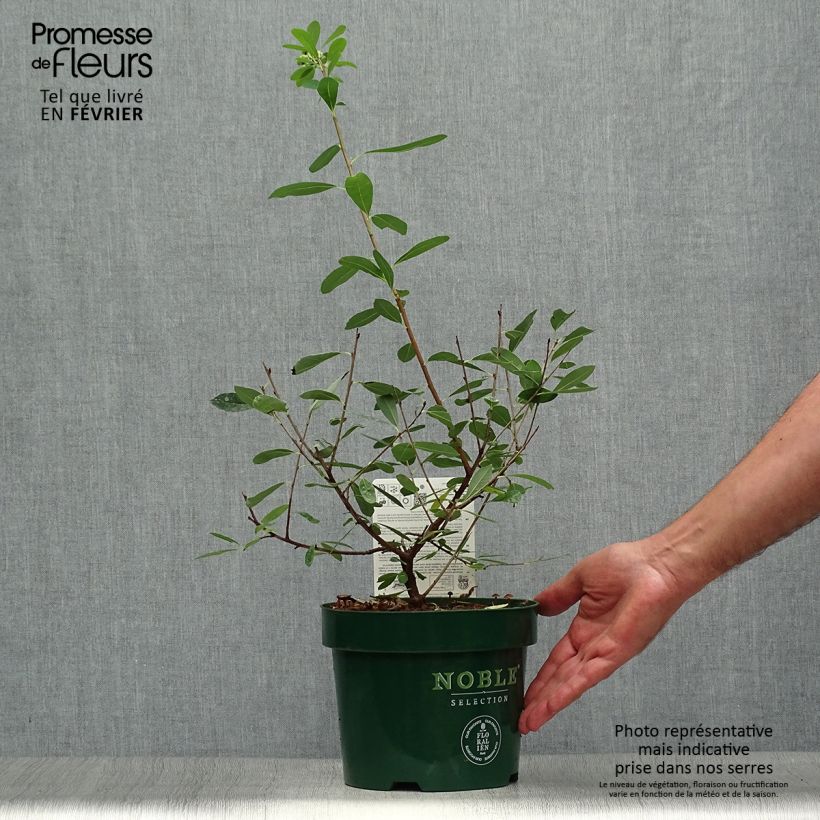Ejemplar de Exochorda racemosa Niagara Maceta 3L/4L entregado en otoño