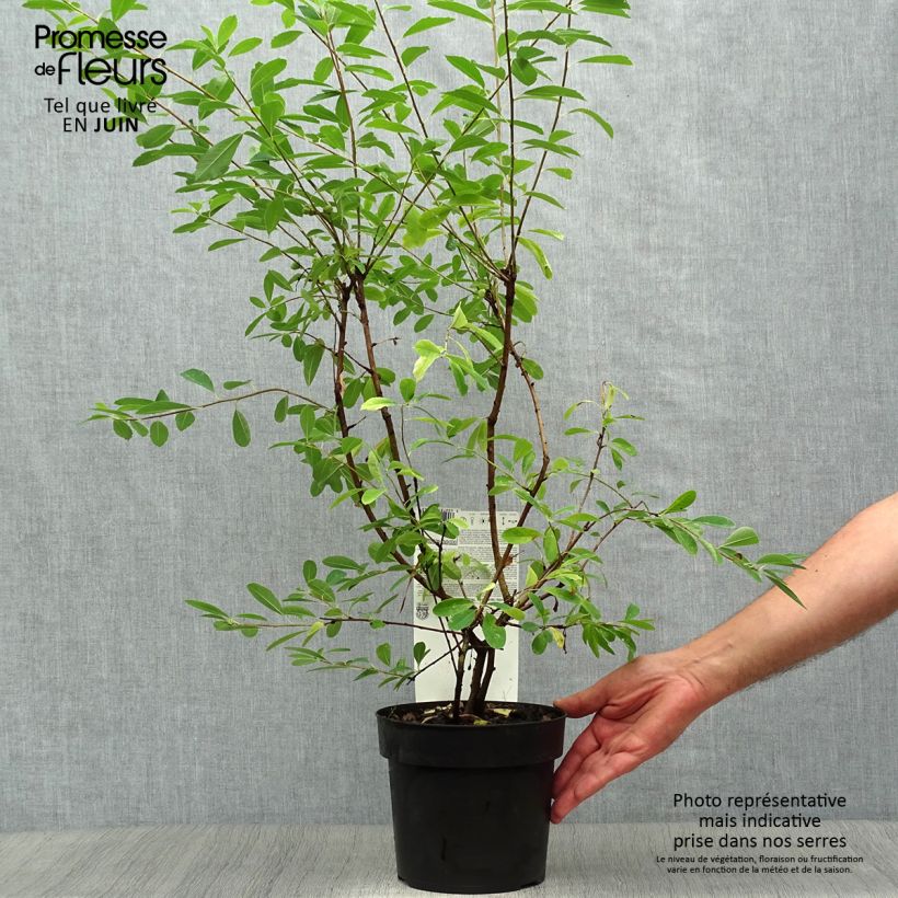 Ejemplar de Exochorda racemosa Niagara Maceta 3L/4L entregado en verano
