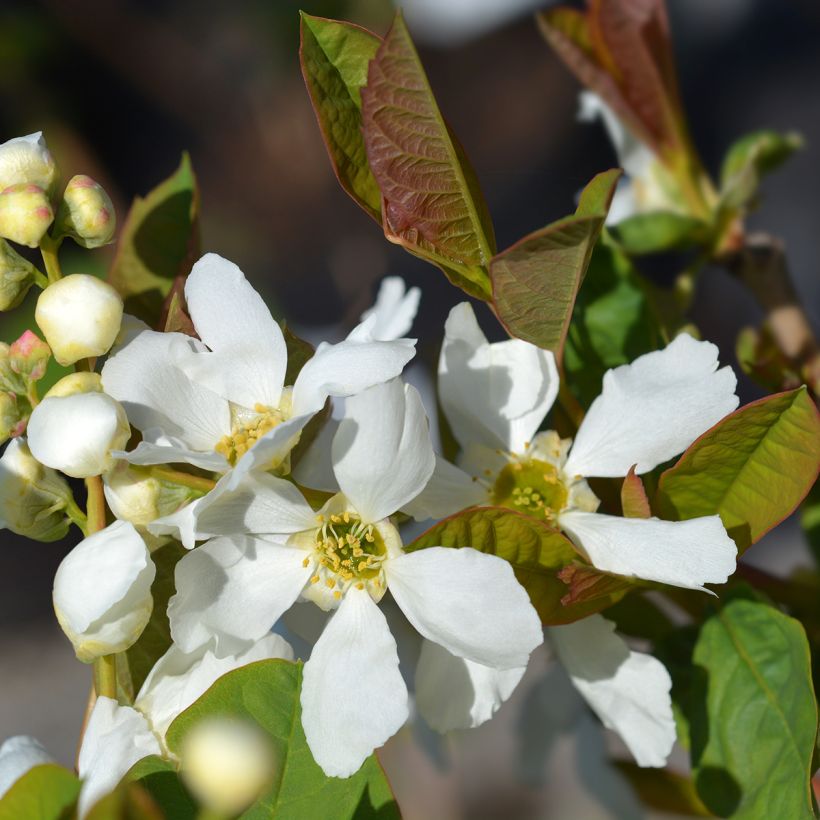 Exochorda serratifolia Snow White (Floración)