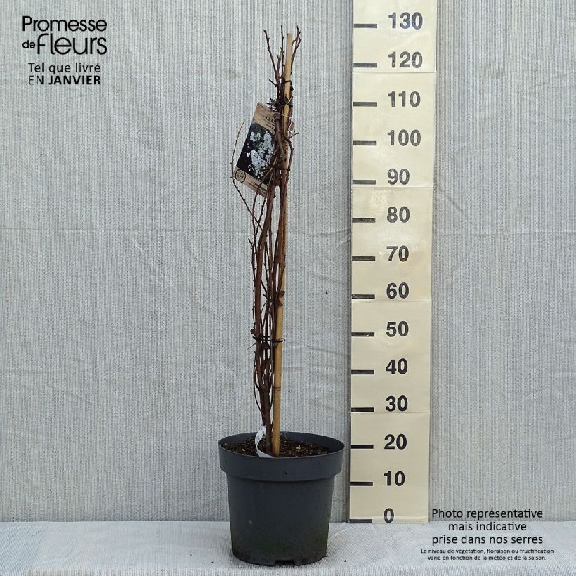 Exochorda macrantha The Bride Maceta 12L/15L Ejemplar entregado en invierno