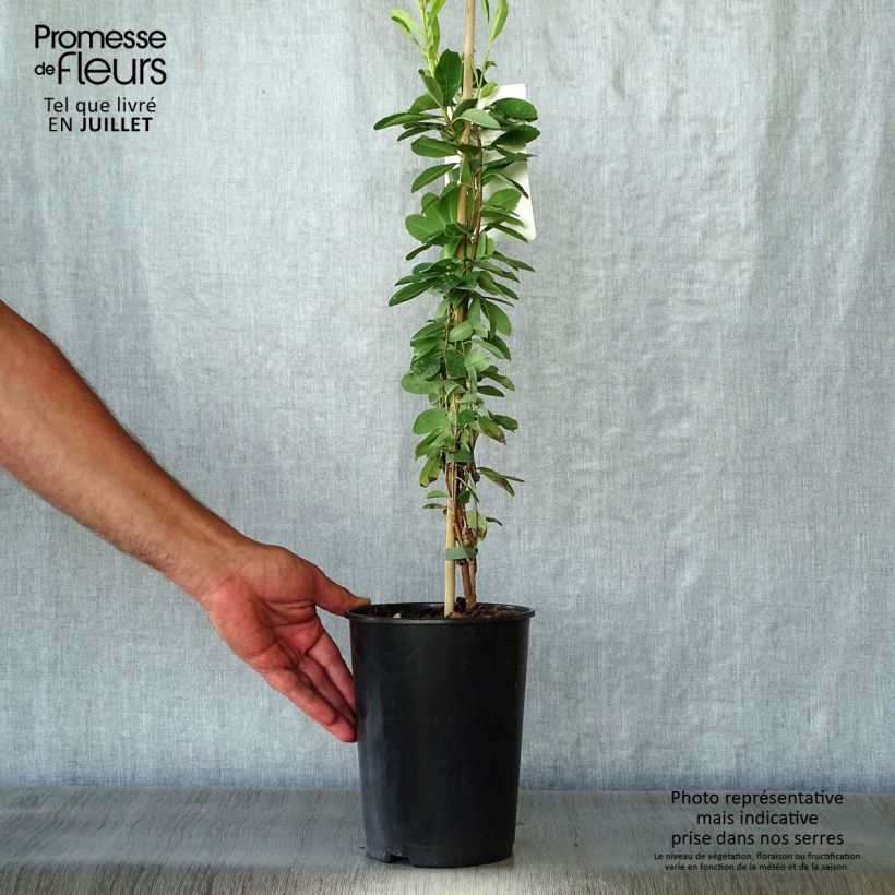 Ejemplar de Exochorda macrantha The Bride Maceta 2L/3L entregado en verano