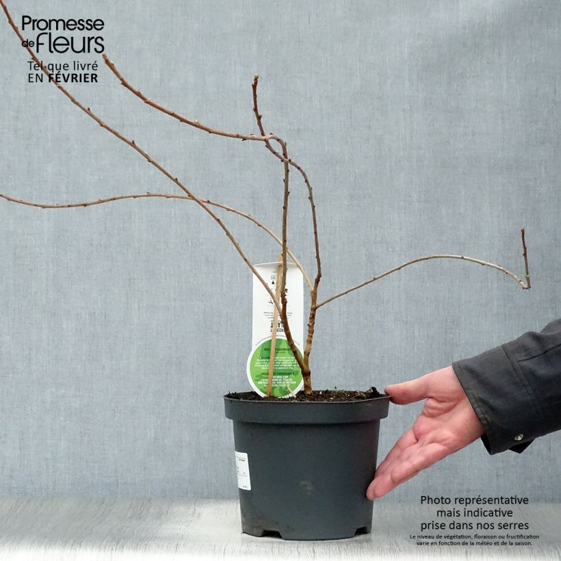 Exochorda macrantha The Bride Maceta 2L/3L Ejemplar entregado en invierno