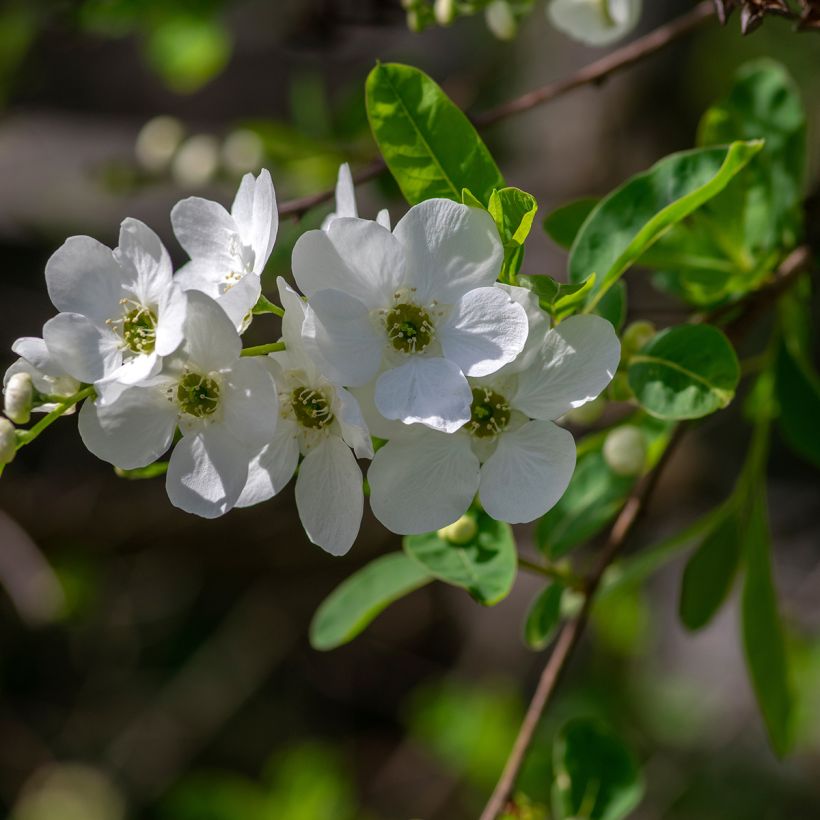 Exochorda racemosa Snow Mountain (Floración)