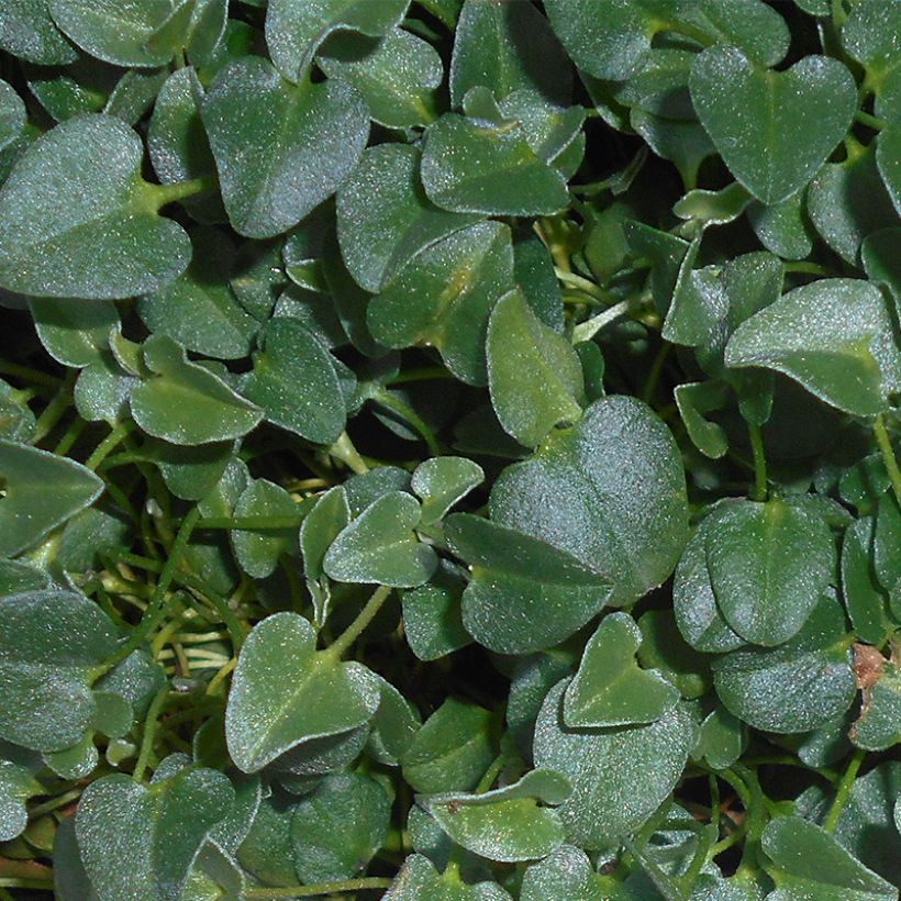 Falkia repens (Follaje)