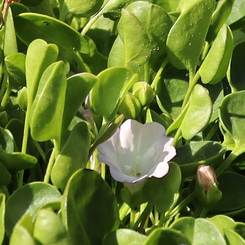 Falkia repens (Floración)