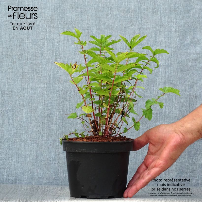 Ejemplar de Filipendula ulmaria - Reina de los prados Maceta 2L/3L entregado en verano