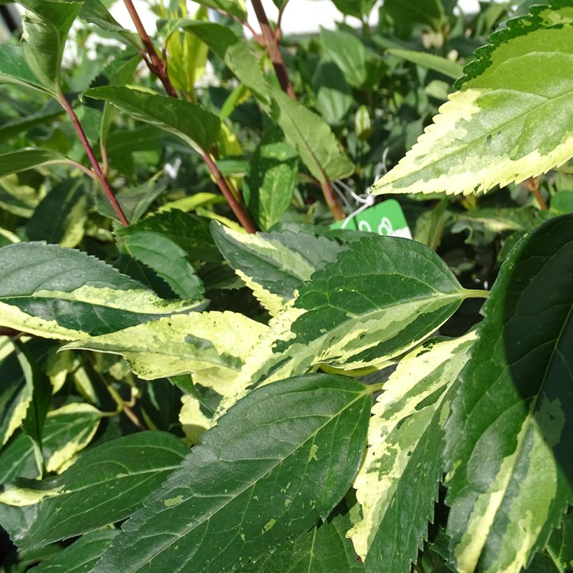 Forsythia intermedia Variegata (Follaje)