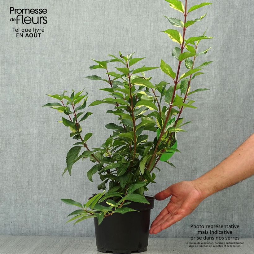 Ejemplar de Forsythia intermedia Variegata Maceta 3L/4L entregado en verano