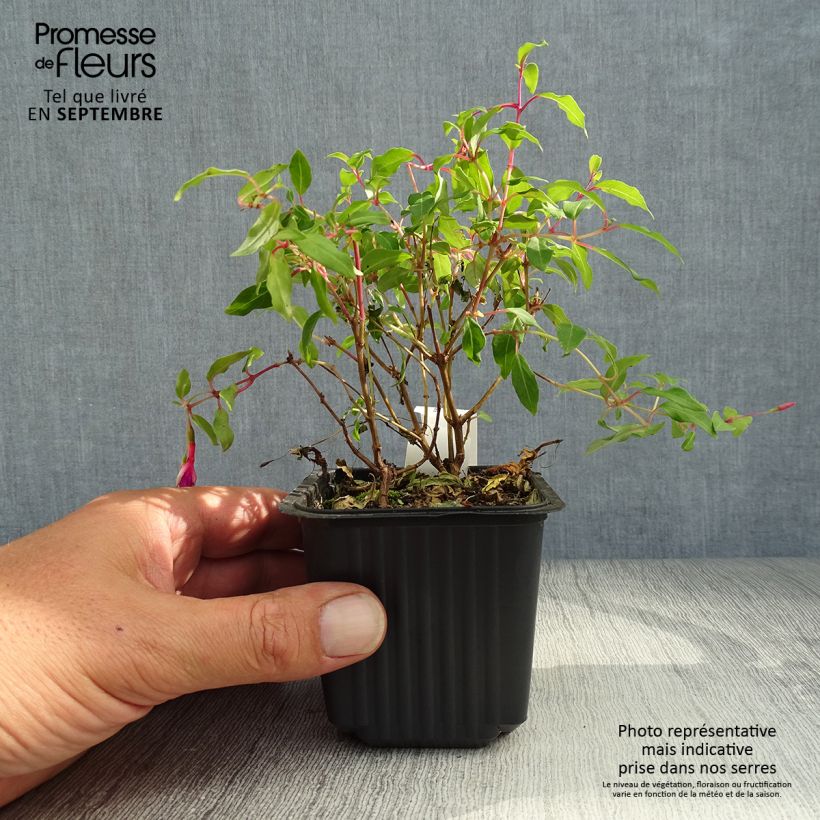 Ejemplar de Fucsia magellanica Maceta de 8/9 cm entregado en otoño