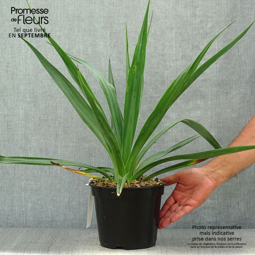 Ejemplar de Furcraea bedinghausii Maceta 3L/4L entregado en otoño