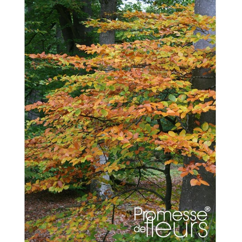 Fagus sylvatica - Haya común (Porte)