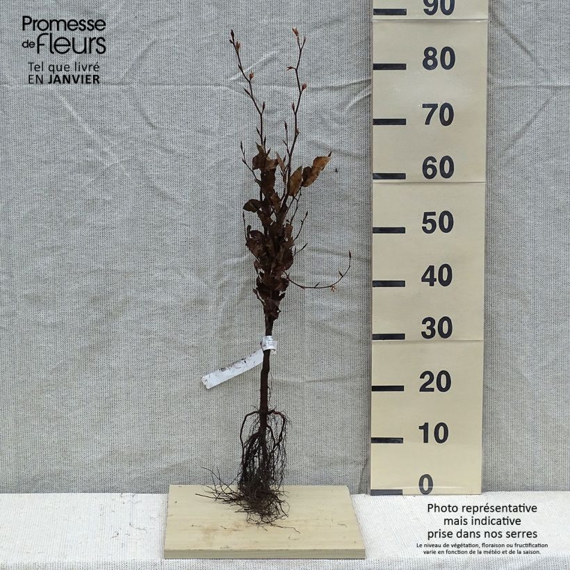 Fagus sylvatica Atropurpurea - Haya roja Raíces desnudas Ejemplar entregado en invierno