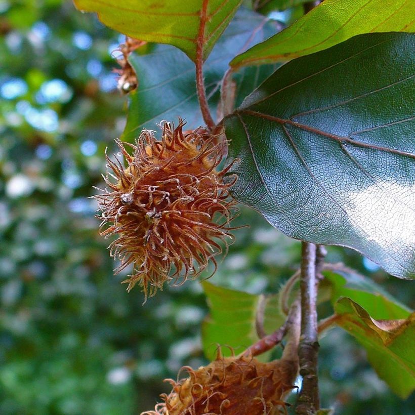 Fagus sylvatica Atropurpurea - Haya roja (Cosecha)