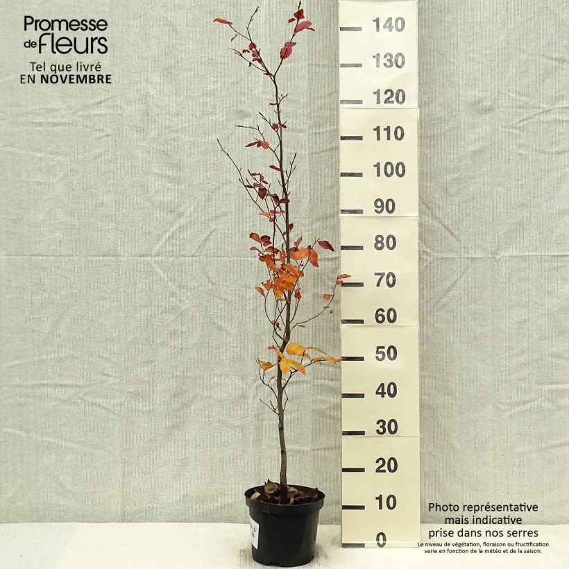 Ejemplar de Fagus sylvatica Atropurpurea - Haya roja Maceta 4L/5L entregado en otoño
