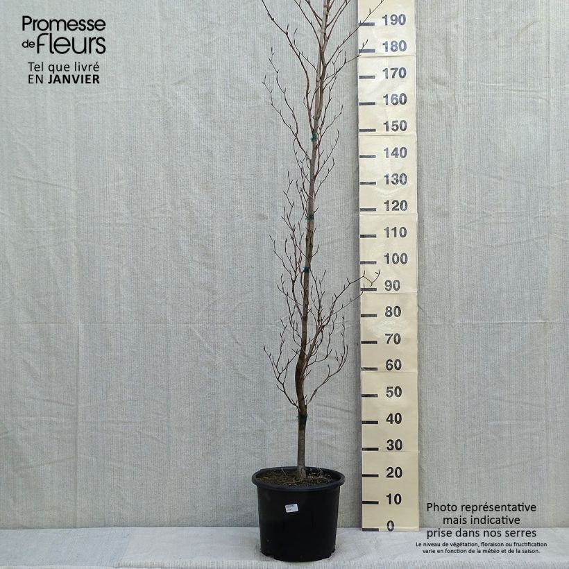 Haya común Dawyck Gold - Fagus sylvatica Maceta 7,5L/10L Ejemplar entregado en invierno