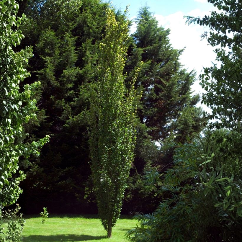 Haya común Dawyck - Fagus sylvatica (Porte)