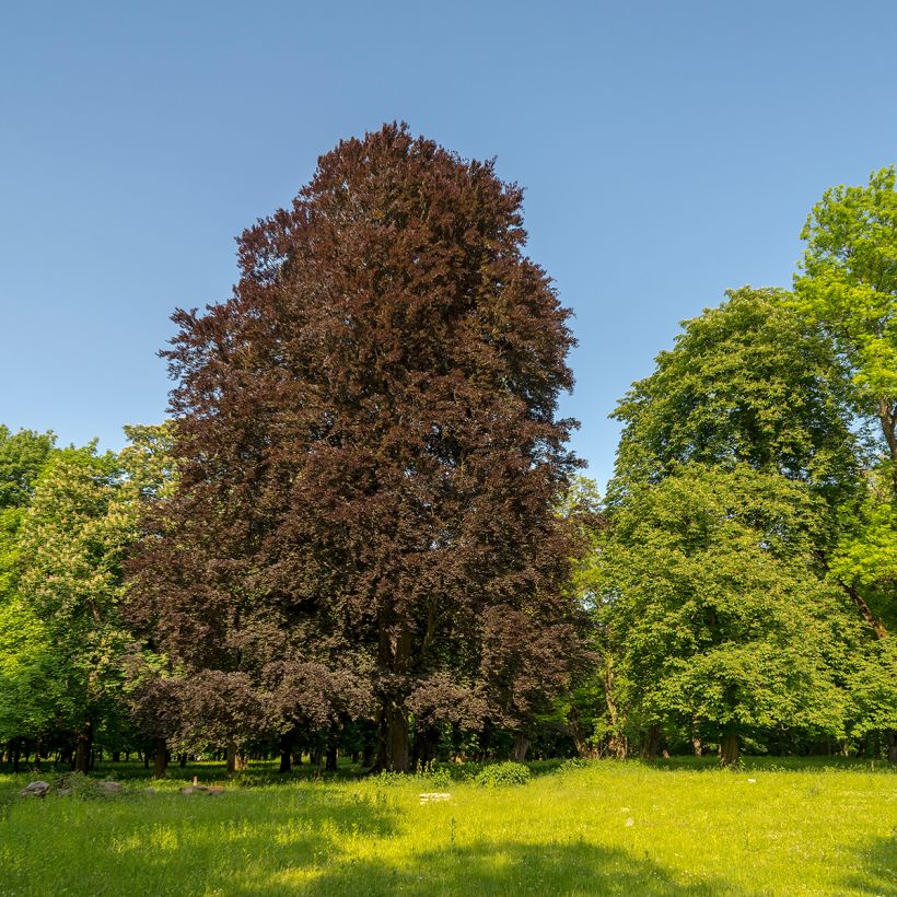 Haya común Dawyck Purple - Fagus sylvatica (Porte)