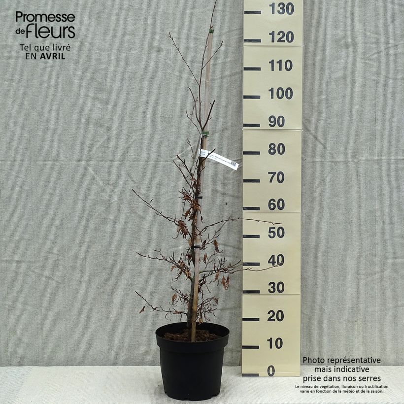 Haya común Midnight Feather - Fagus sylvatica Maceta 4L/5L Ejemplar entregado en la primavera