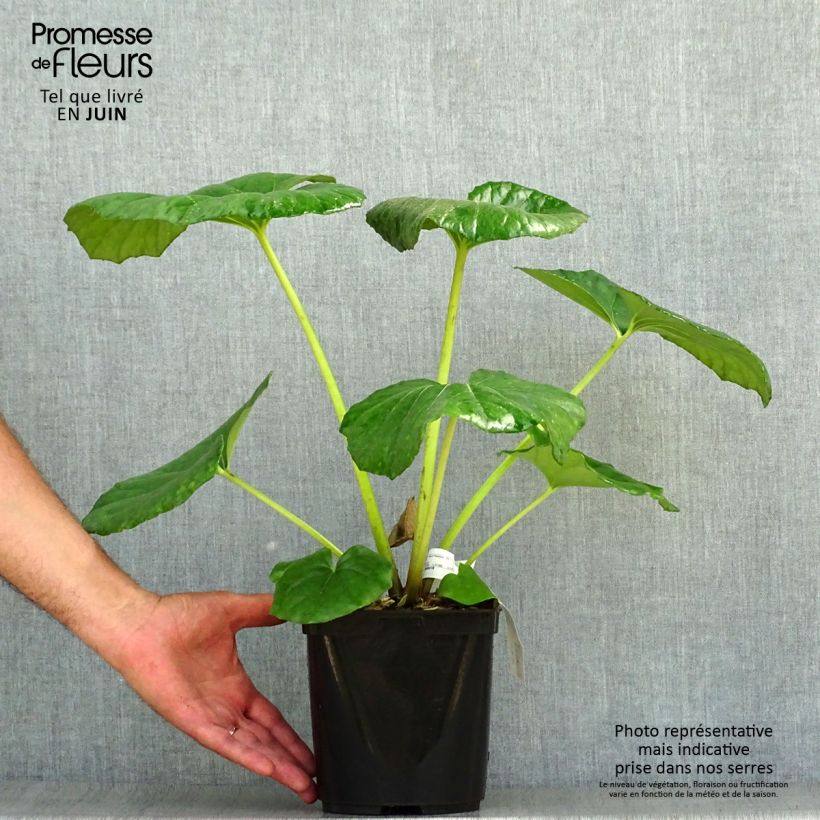 Ejemplar de Farfugium japonicum Gigantea - Boina de vasco Maceta 3L/4L entregado en verano