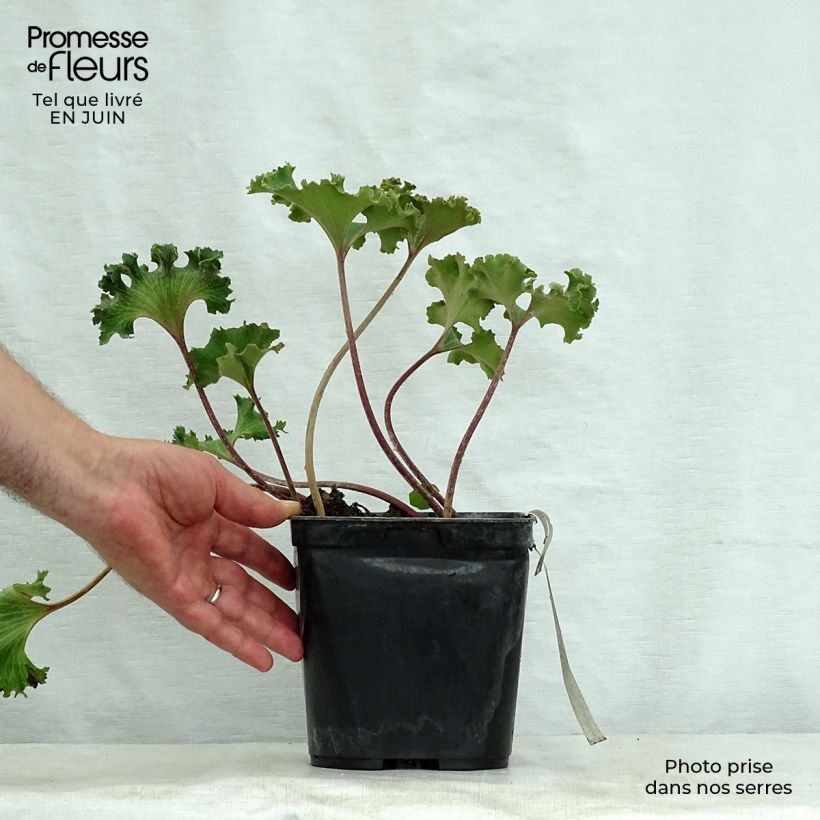 Ejemplar de Farfugium japonicum Wavy Gravy - Boina de vasco Maceta 2L/3L entregado en verano