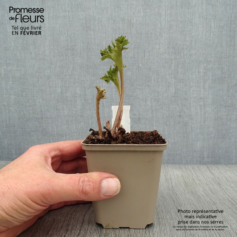 Farfugium japonicum Wavy Gravy - Boina de vasco Maceta de 8/9 cm Ejemplar entregado en invierno